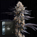 Doja's Confetti (Doja Exclusive) feminisiert Cannabis Samen von Doja Exclusive