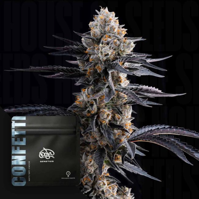 Doja's Confetti (Doja Exclusive) feminisiert Cannabis Samen von Doja Exclusive