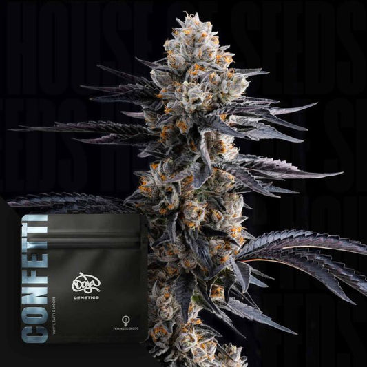 Doja's Confetti (Doja Exclusive) feminisiert Cannabis Samen von Doja Exclusive