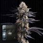 Doja's Confetti (Doja Exclusive) feminized