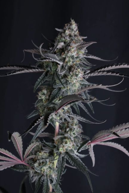 Pineapple OG Auto (Fast Buds) Cannabis Samen von Fast Buds