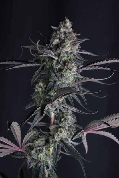 Pineapple OG Auto (Fast Buds) Cannabis Samen von Fast Buds