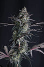 Pineapple OG Auto (Fast Buds)