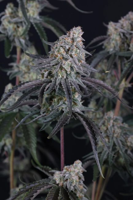 Pineapple OG Auto (Fast Buds) Cannabis Samen von Fast Buds