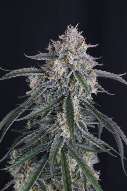 GMO Auto (Fast Buds) Cannabis Samen von Fast Buds