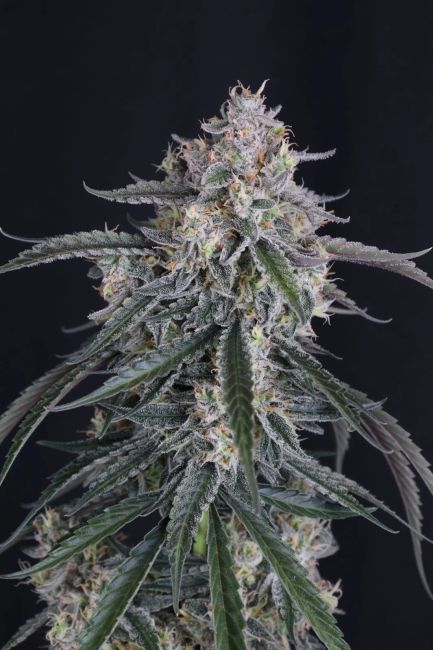 GMO Auto (Fast Buds) Cannabis Samen von Fast Buds