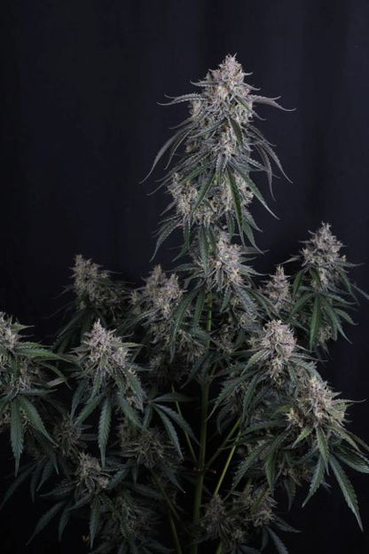 GMO Auto (Fast Buds) Cannabis Samen von Fast Buds