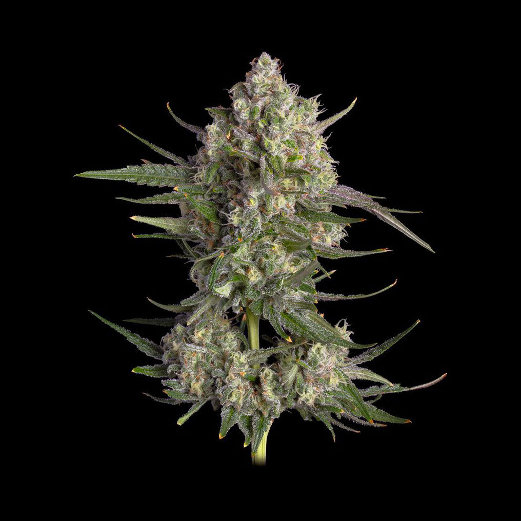 Pinecraft (Happy Valley Genetics) feminisiert