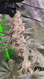 Strawzilla (Umami Seed Co.) Feminized