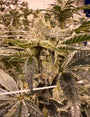 Pure Lime (Umami Seed Co.) feminized