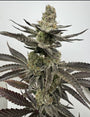 Melt Mode (Umami Seed Co.) feminized