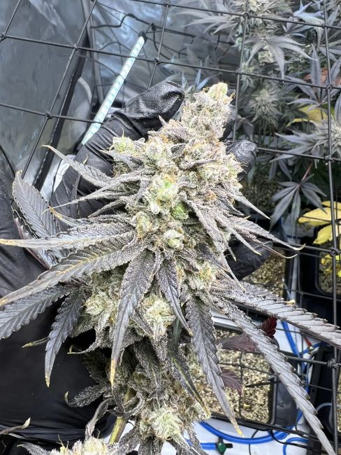 Juice Pack (Umami Seed Co.) feminisiert Cannabis Samen von Umami Seeds