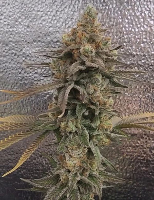 Color Theory (Umami Seed Co.) feminisiert Cannabis Samen von Umami Seeds