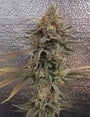Color Theory (Umami Seed Co.) feminized