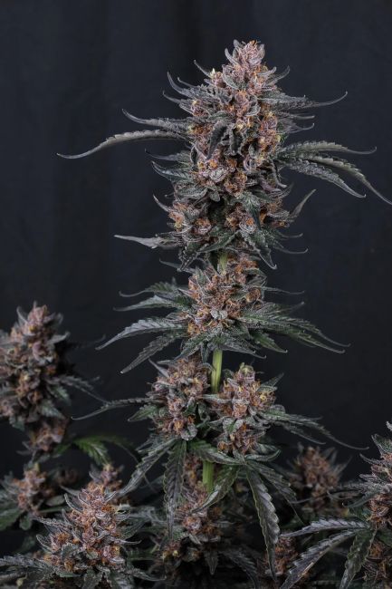 Mendo Cherry Cookies Auto (FastBuds)