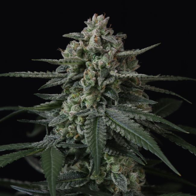 Banana Frost Auto (FastBuds)