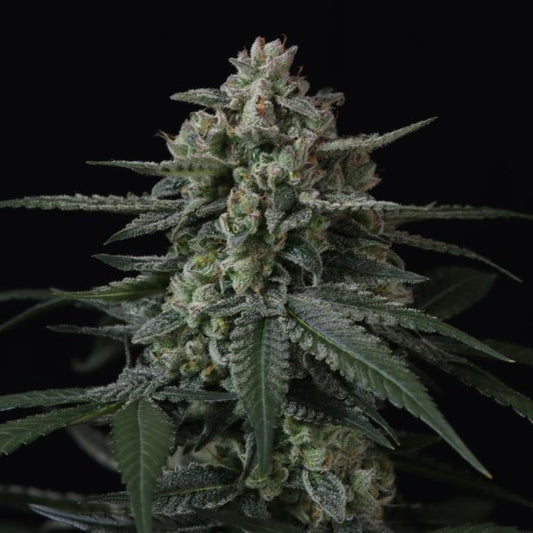 Banana Frost Auto (FastBuds)