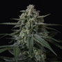 Banana Frost Auto (FastBuds)