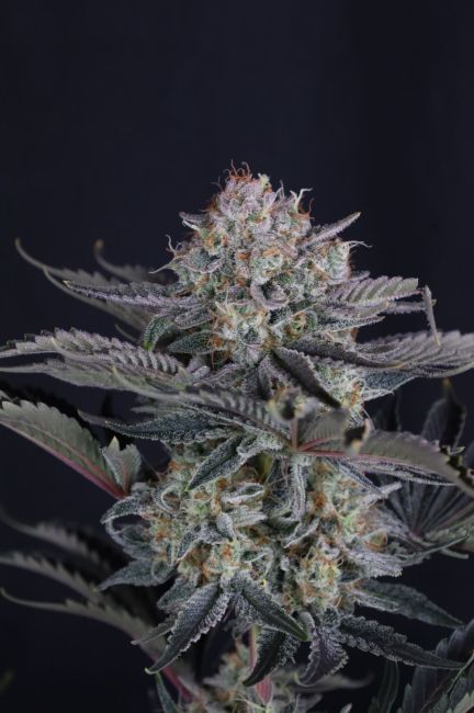Mango Frost Auto (FastBuds)
