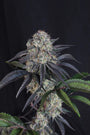 Sundae Frost Auto (Fast Buds) autoflowering