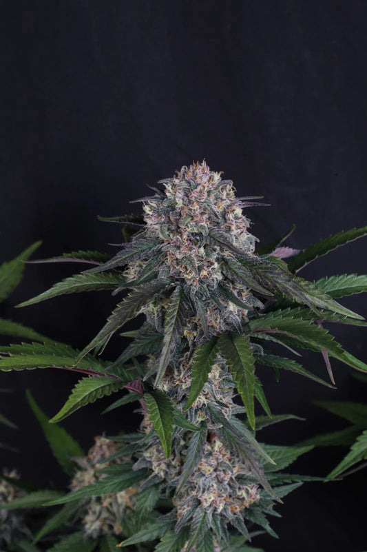 Lemon Cherry Sundae Auto (Fast Buds) autoflowering