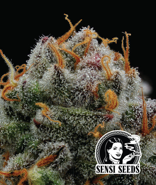 The Bird (Humboldt Seed Co.) feminisiert