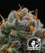 The Bird (Humboldt Seed Co.) feminisiert