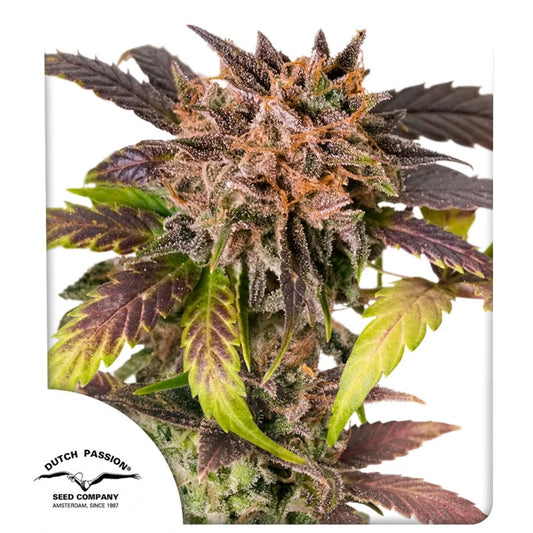 GrapefruitZ Auto (Dutch Passion) autoflowering