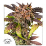 GrapefruitZ Auto (Dutch Passion) autoflowering
