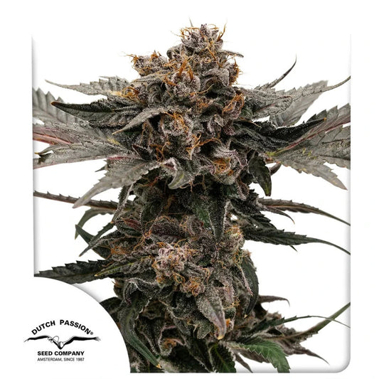 Slush Mint Cake Auto (Dutch Passion) autoflowering