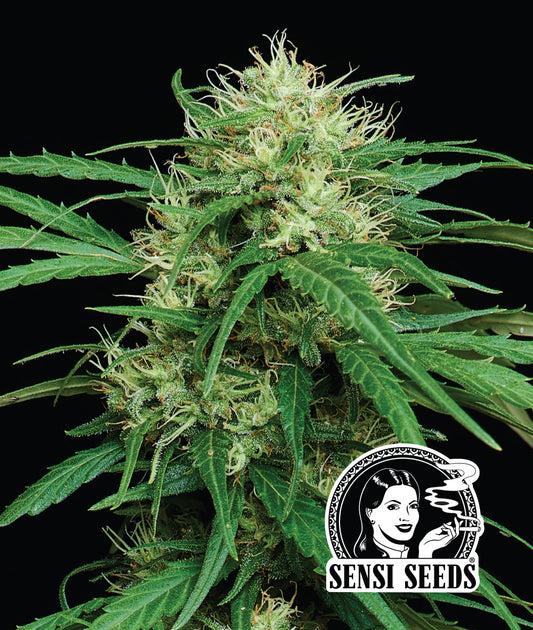 Haze Dawg Auto (Humboldt Seed Co.) autoflowering