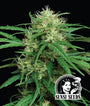 Haze Dawg Auto (Humboldt Seed Co.) autoflowering