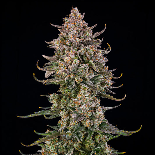 Triangle Kush Auto (Silent Seeds) autoflowering