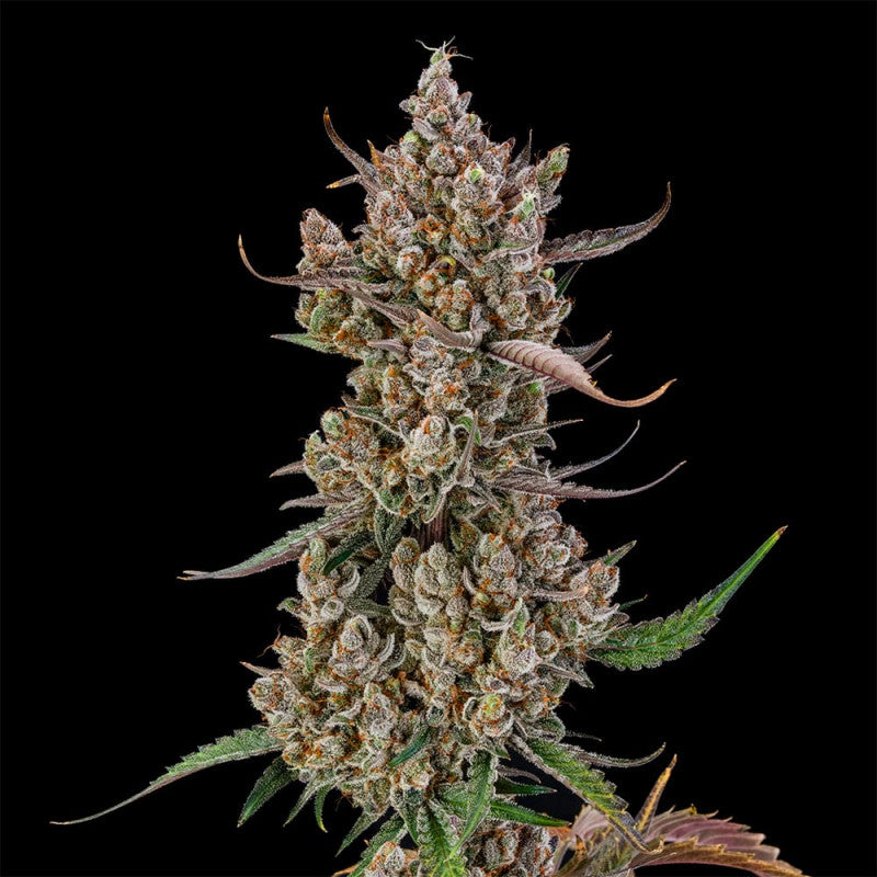 Rainbow Breath Auto (Silent Seeds) autoflowering