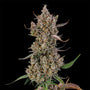 Rainbow Breath Auto (Silent Seeds) autoflowering
