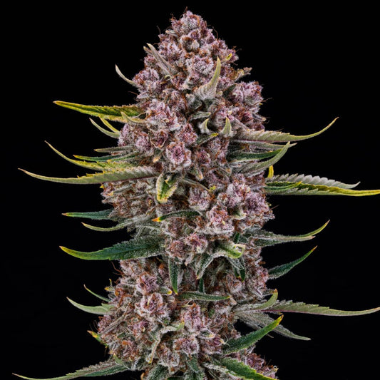 Purplenade XXL Auto (Silent Seeds) autoflowering