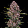 Purplenade XXL Auto (Silent Seeds) autoflowering