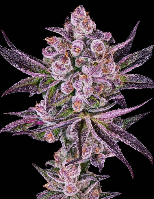 Super Boof x Motor Breath (Greenhouse Seed Co.) feminisiert