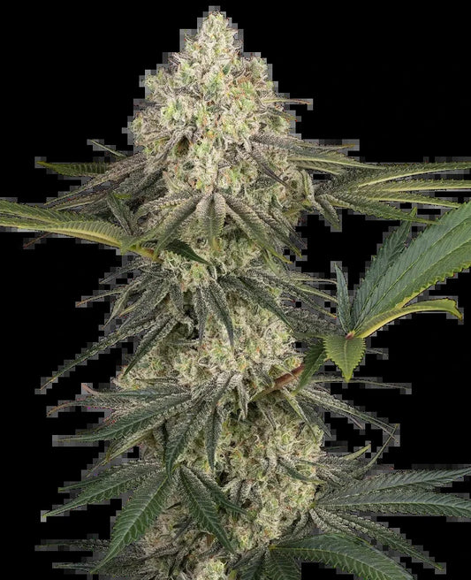 Triple Mints XXL (Sensi Seeds) feminisiert