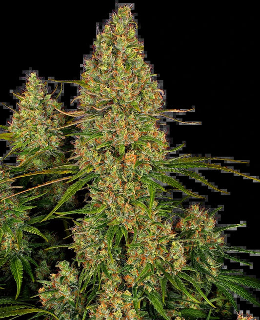 Sticky Orange XXL Auto (Sensi Seeds) autoflowering