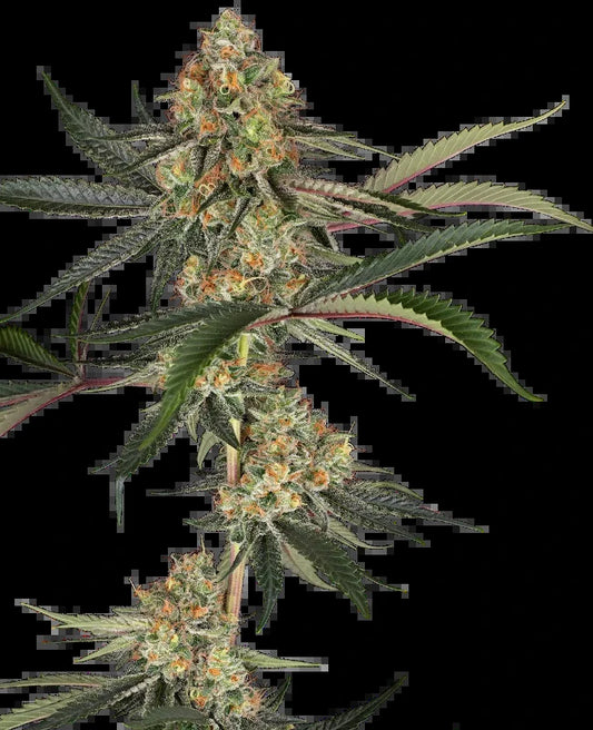 Super Lemon Cherry (Sensi Seeds) feminisiert