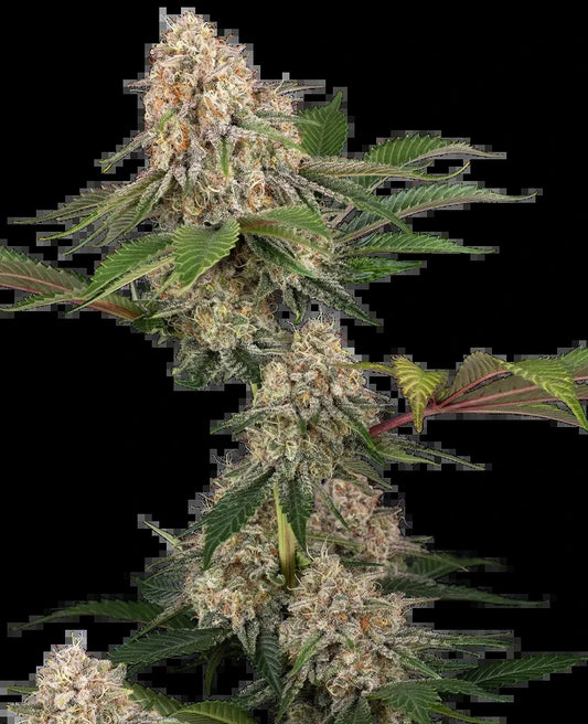 Sticky Berry Mints XXL (Sensi Seeds) feminisiert