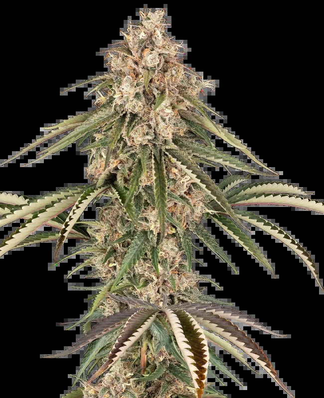 Garlic Gas (Sensi Seeds) feminisiert