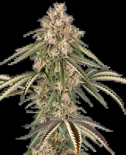 Garlic Gas (Sensi Seeds) feminisiert