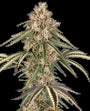 Garlic Gas (Sensi Seeds) feminisiert