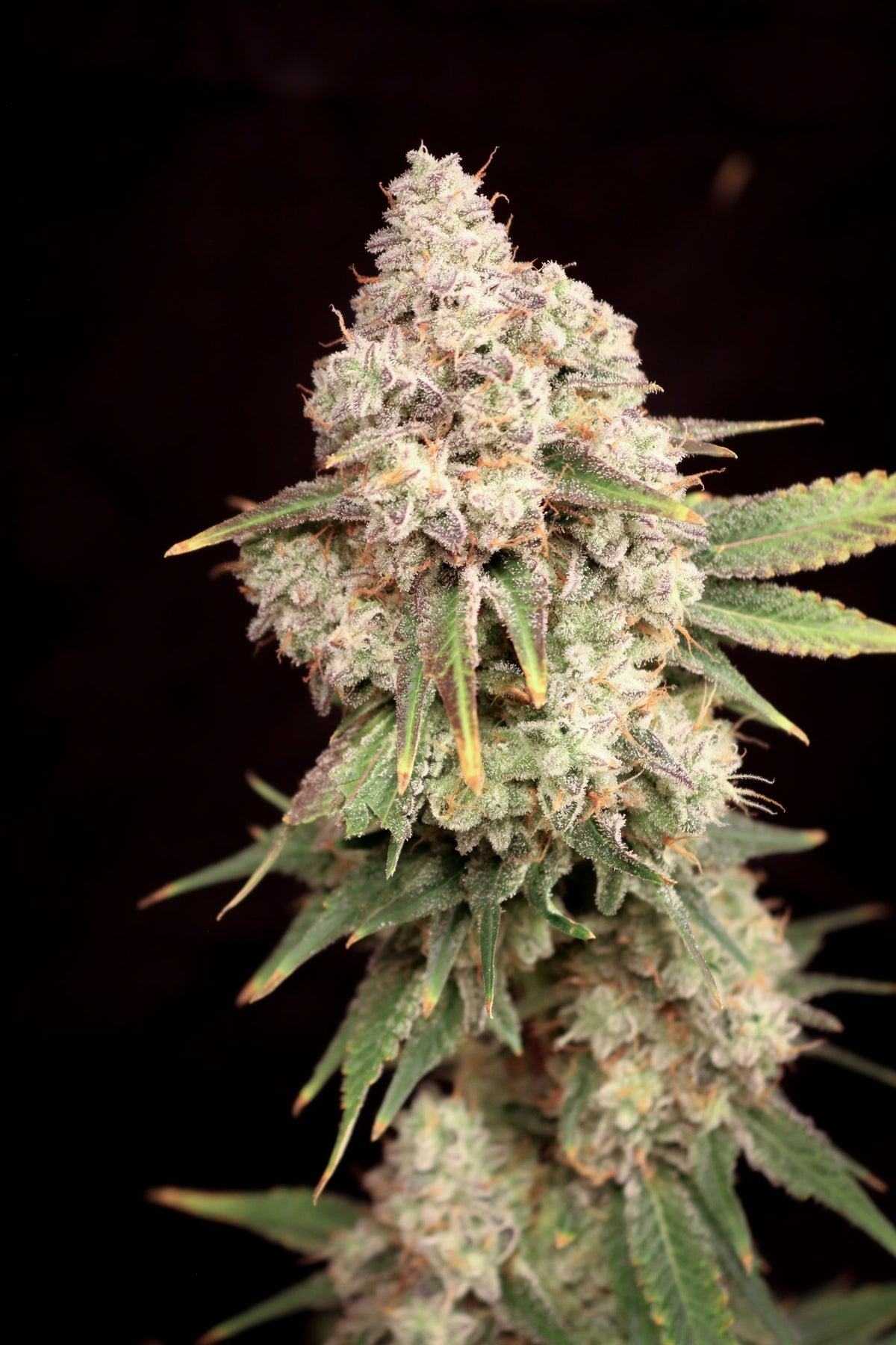 Sour Candy Smash (Lovin In Her Eyes) feminisiert