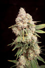 Sour Candy Smash (Lovin In Her Eyes) feminisiert