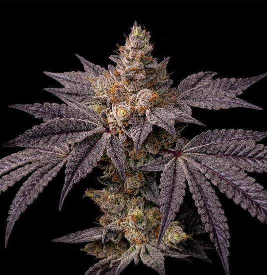 Toad Candy R1 (Ethos Genetics) feminisiert