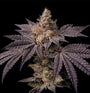 Toad Candy R1 (Ethos Genetics) feminisiert