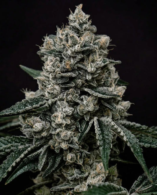 Lemon Gelato R1 (Ethos Genetics) feminisiert